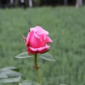 Timeless Pink Rose (Rosa Timeless Pink) 2